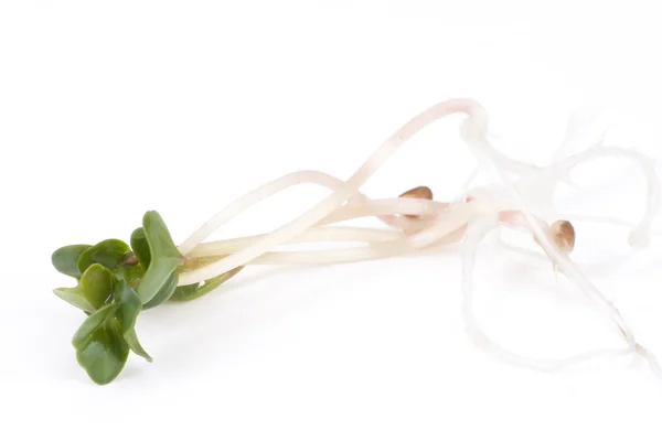 Close-up of a spicy daikon radish sprout — Stock Photo, Image