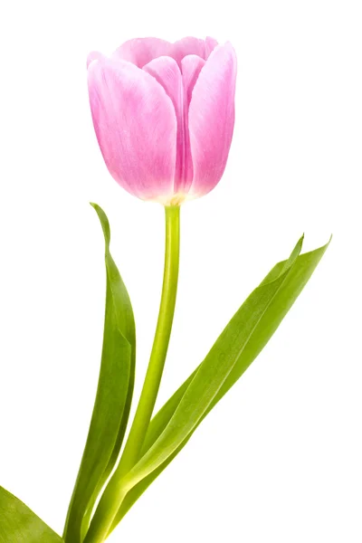 Pink white tulip isolated — Stock Photo, Image