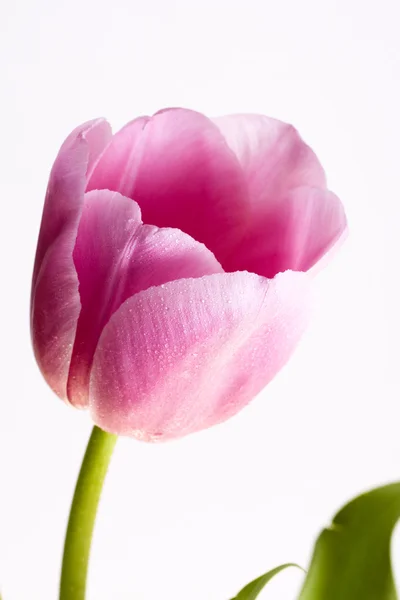 Pink & white tulip isolated with drop water clipping path. — Stock Photo, Image