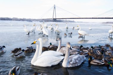 Swans and ducks in the river clipart