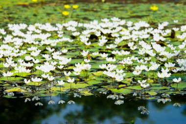 Su Beyaz kar tanesi (nymphoides hydrophylla), suda yaşayan bitki