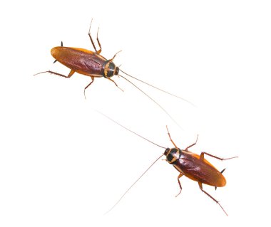 Two isolated cockroach on white background clipart