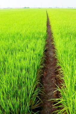 Path in Green field clipart