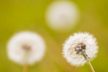 Group of dandelion clipart