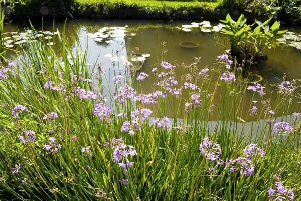 Сад с синими цветами и прудом — стоковое фото
