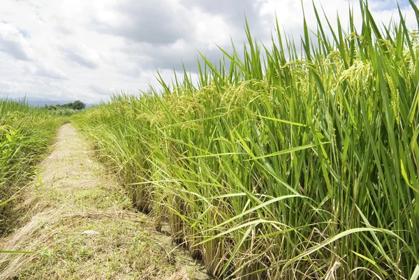 Arroz maduro, Campo de arroz com caminho pedestre — Fotografia de Stock