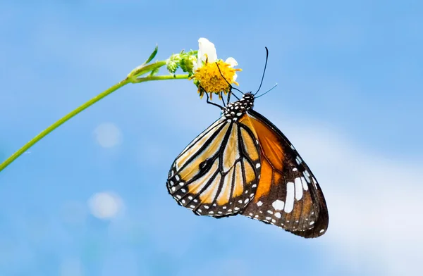 Butterfly voeden met kleine witte bloem — Stockfoto
