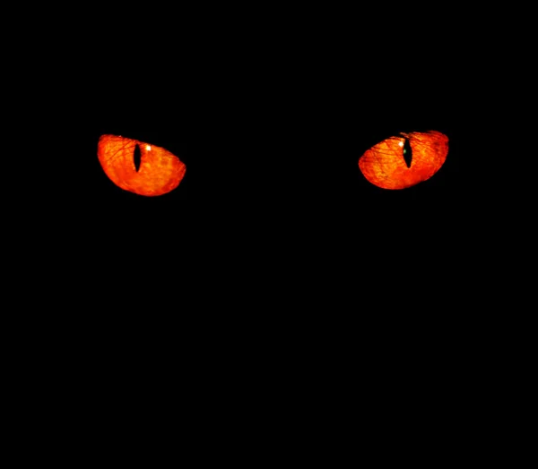 Animal eyes in black — Stock Photo, Image