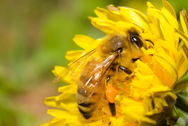 Honigbiene arbeitet hart an Löwenzahnblüte — Stockfoto
