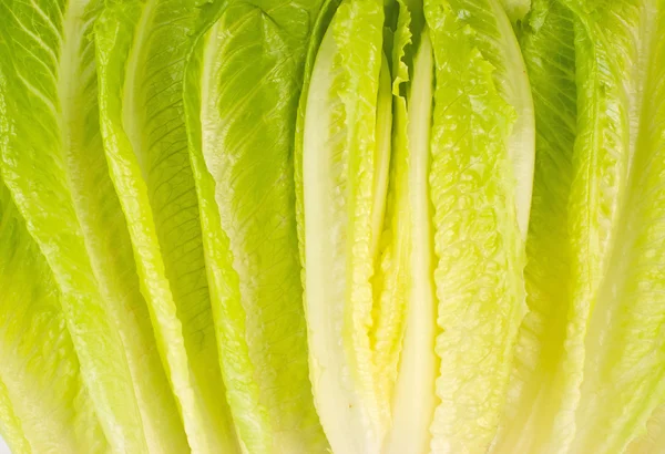 Warzyw sałata — Zdjęcie stockowe