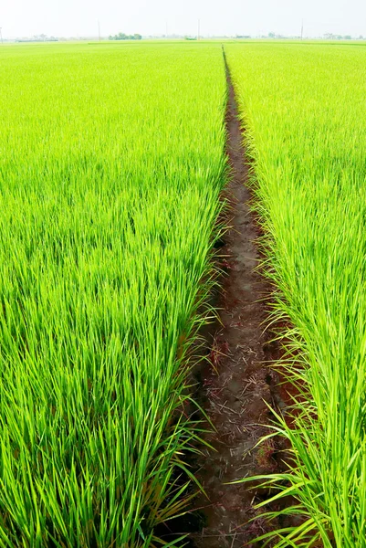 Camino en el campo verde — Foto de Stock