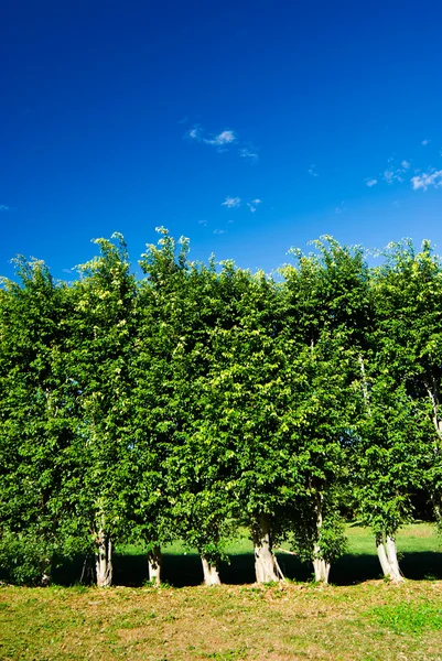Fila de árboles pared verde —  Fotos de Stock