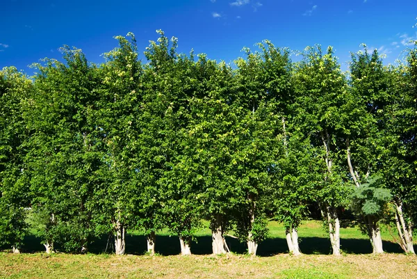 Sorban a fák zöld fal — Stock Fotó