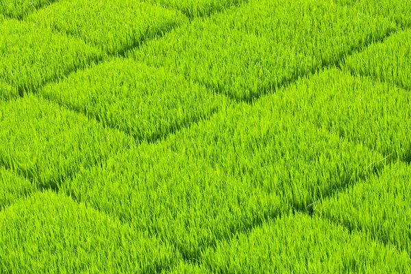 Weiches und frisches Gras — Stockfoto