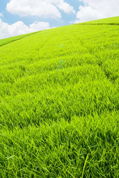 草地およびスカイライン — ストック写真