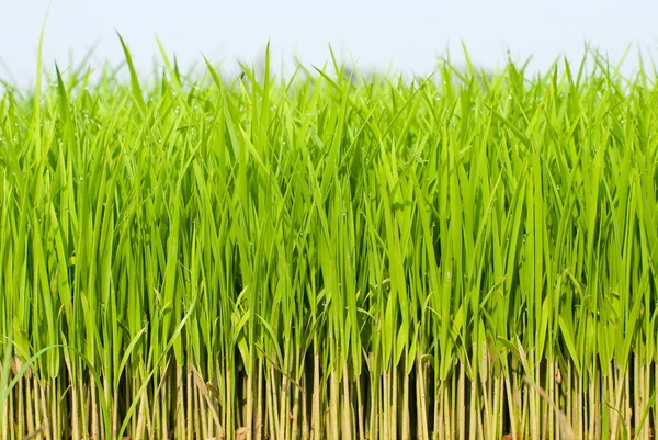 Свіжа трава росте — стокове фото