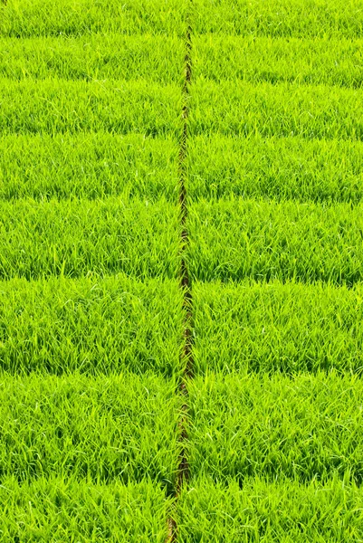 М'який і свіжий трав'яний квадрат — стокове фото