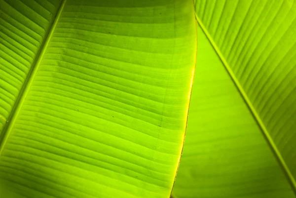 Luz traseira sobrepondo folhas de banana — Fotografia de Stock