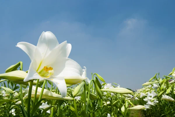 Dziki lilia biała pod światło słoneczne — Zdjęcie stockowe