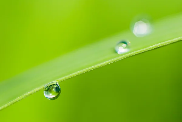Morning dew on fresh green Leaf — Stock Photo, Image