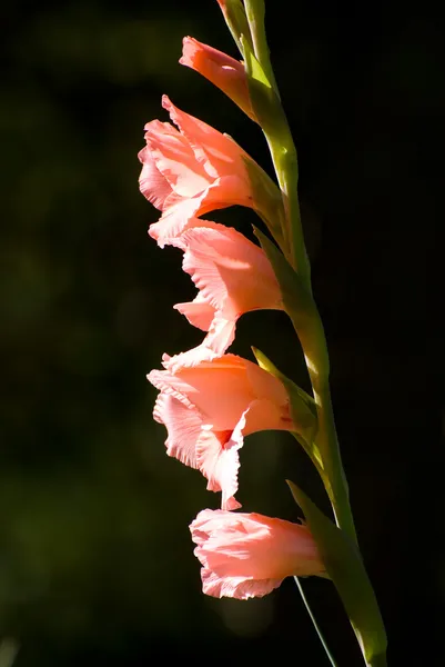Gladiolus, a sword-leaved cymbidium — Stock Photo, Image