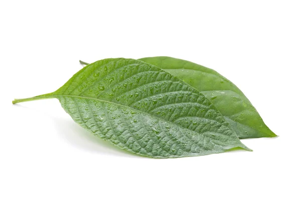 Koncepcja nowych i starszych, zielony liść na białym tle — Zdjęcie stockowe