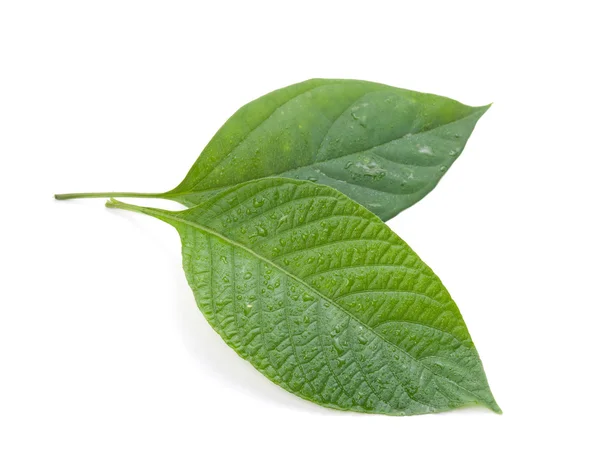 Koncepcja nowych i starszych, zielony liść na białym tle — Zdjęcie stockowe