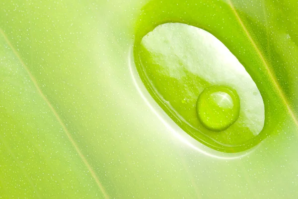 Orvalho fresco na folha verde — Fotografia de Stock