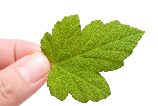 Concept of eco-friendly, new leaf in hand. — Stock Photo, Image