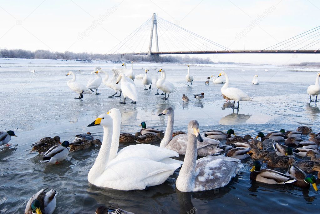 Swans and ducks in the river
