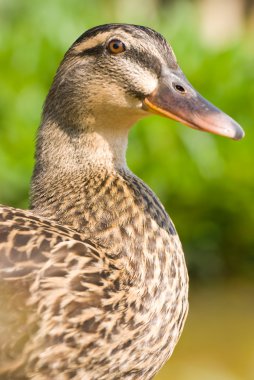 Face of female wild duck. clipart