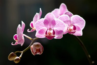 Beautiful moth orchid flowers with back sunlight clipart