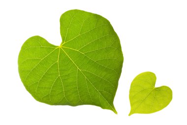 Natural leaf with lovely heart pattern clipart