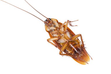 Cockroach be killed a moment ago. clipart