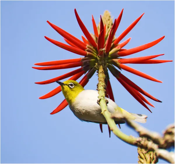 stock image Lovely little bird and red flowers.