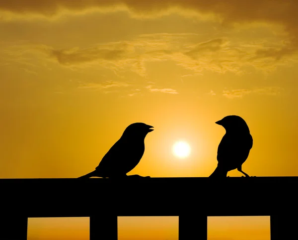 Sparrow conversa pequena sob o pôr do sol — Fotografia de Stock