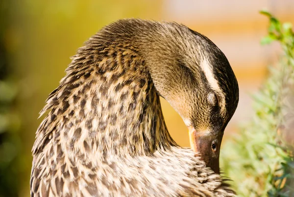 Wild duck klä sina fjädrar — Stockfoto