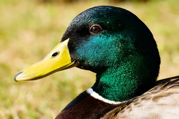 Macro portrait of wild ducks — Stock Photo, Image