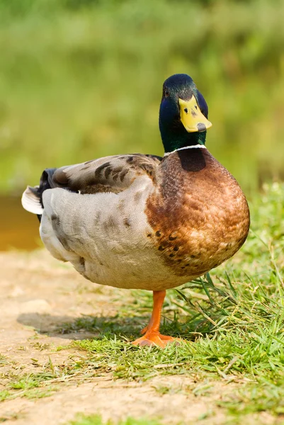 Male wild duck stand on single foot — Stock Photo, Image