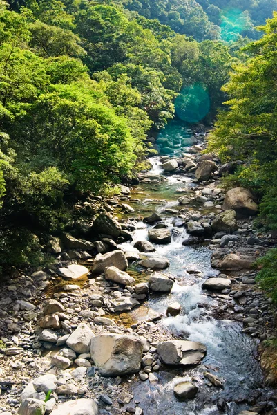 The river come from forest — Stock Photo, Image