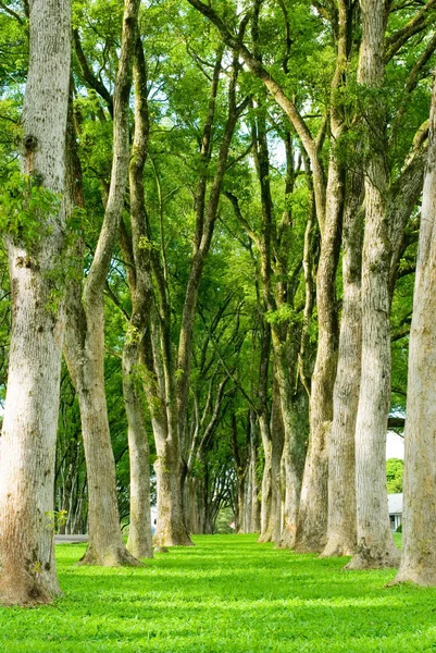 Rows of trees and path in green grass — Stock Photo, Image