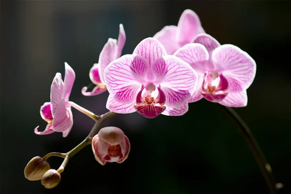 Flores bonitas da orquídea da traça com luz solar traseira — Fotografia de Stock