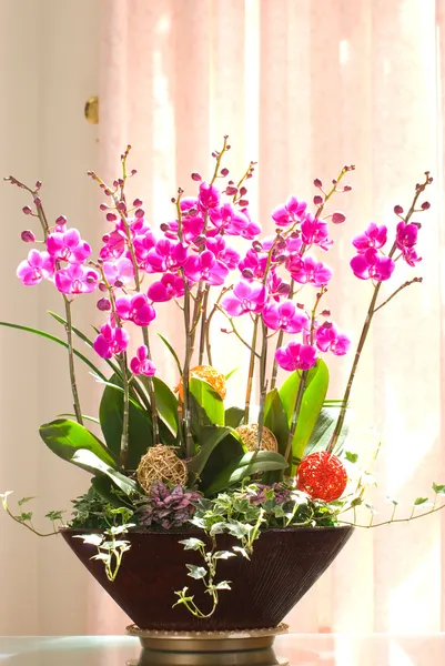 Rosa Orchideen gruppieren sich in einem Blumentopf — Stockfoto