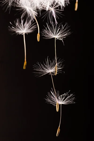 Dandelion seeds flying away — Stock Photo, Image