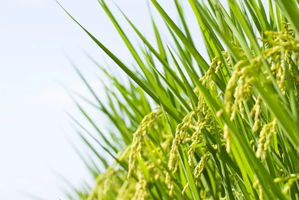 -rizs-termés, hántolatlan rizs gazdaság — Stock Fotó