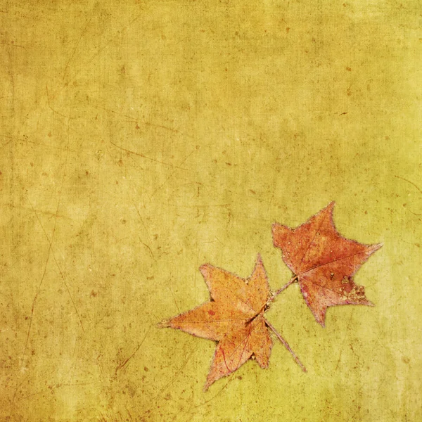 Outono colorido folha de bordo no fundo grungy — Fotografia de Stock