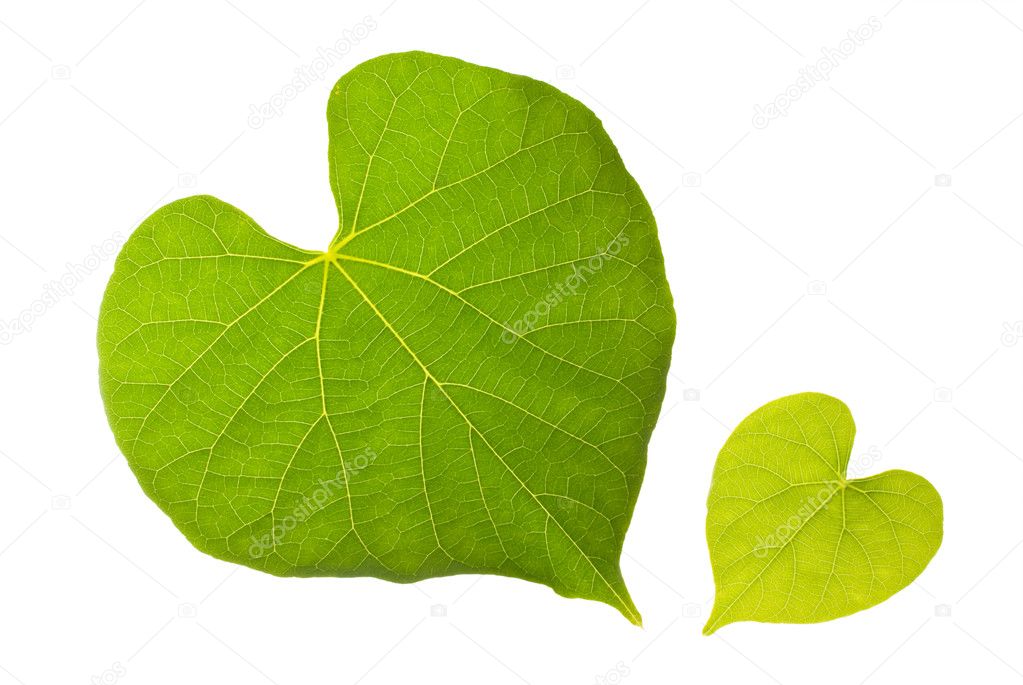 Natural leaf with lovely heart pattern