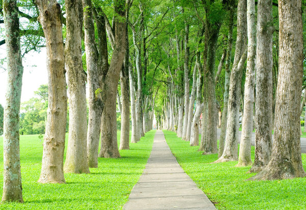 Дорога через ряд деревьев
