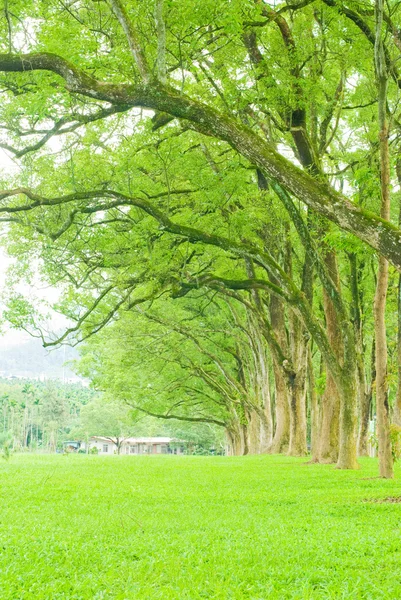 Fila de árvores e prados largos — Fotografia de Stock