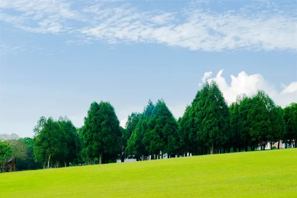 Green grassland, pine trees under blue sky — Stock Photo, Image
